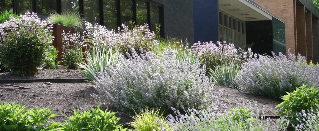 xeriscaping parker co water wise landscaping
